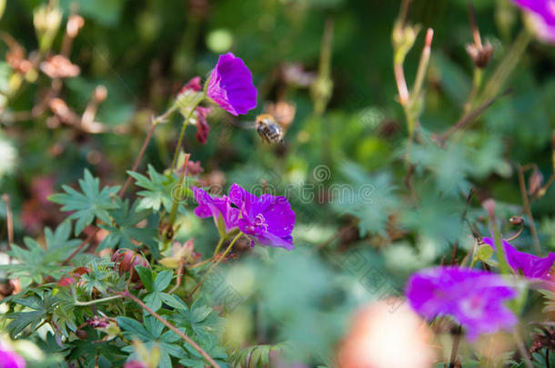 蜜蜂向紫色的花