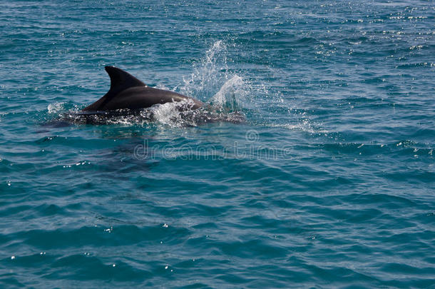 海豚演奏采用红色的海,埃拉特以色列