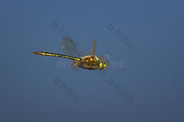 美丽的蜻蜓和大大地眼睛和光亮的飞行章飞行的向
