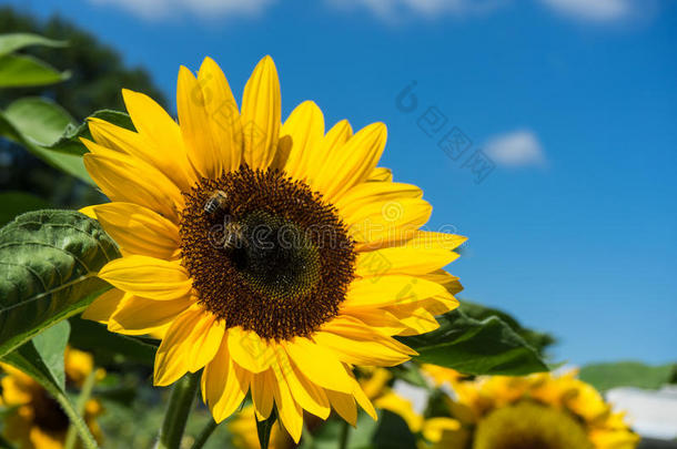 两个蜜蜂一次向向日葵和蓝色天