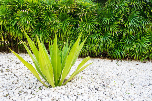 龙舌兰属植物里面的热带的花园厚度白色的石头地面.