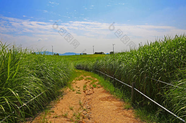 草地和野生的芦苇Â 向指已提到的人小山关于哈尼乌尔公园