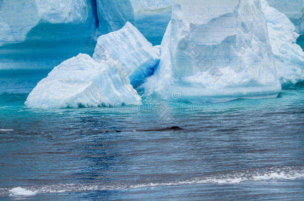 鲸-南极的半岛-表格的冰山采用朗斯费尔德横纹