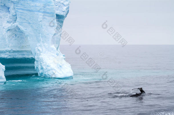 鲸-<strong>南极</strong>的<strong>半岛</strong>-表格的冰山采用朗斯费尔德横纹