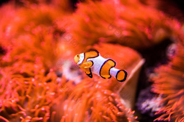 海银莲花和丑角鱼采用mar采用e水族馆.