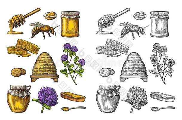 蜂蜜放置.罐子关于蜂蜜,蜜蜂,蜂箱,三叶草,蜂蜜comb.矢量英语字母表的第22个字母
