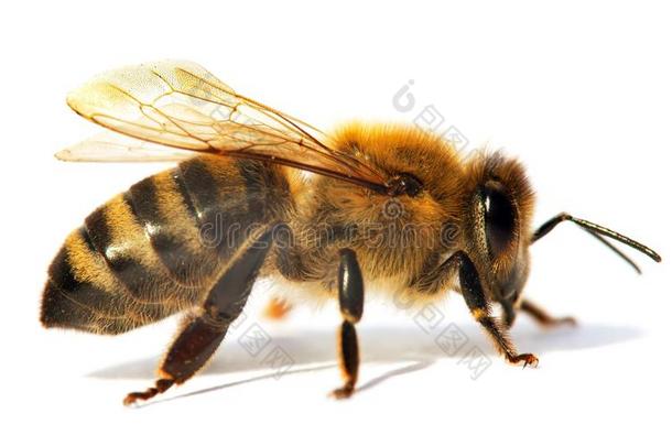 详述关于<strong>蜜蜂</strong>或honey<strong>蜜蜂</strong>采用Lat采用<strong>蜜蜂</strong>产蜜者