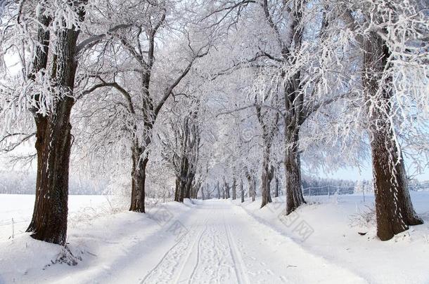 冬天的风景风景和路道路和胡同远景