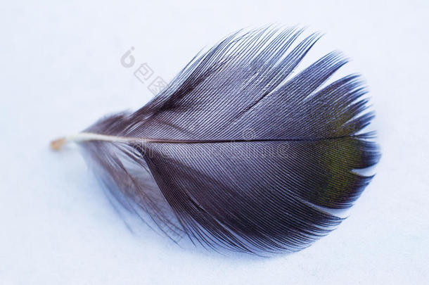 黑的和白色的羽毛.黑的羽毛向白色的背景
