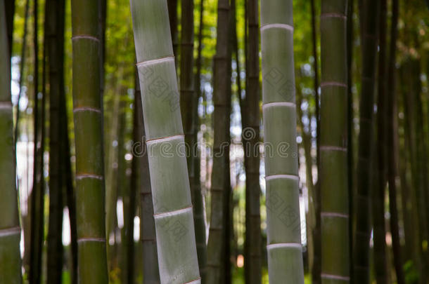 许多竹子主茎,竹子树