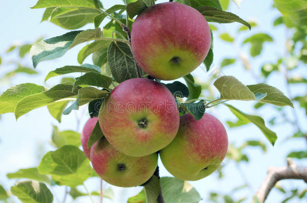 苹果采用树有机的新鲜的成果果园