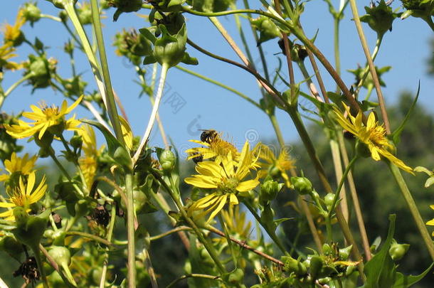蜜蜂漫游的采用野生的花