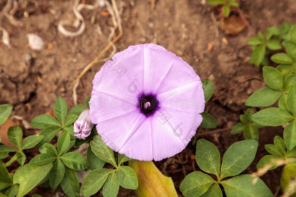 <strong>紫</strong>色的早晨光荣花番<strong>薯</strong>属植物<strong>紫</strong>癜