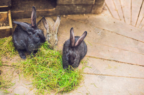 给食兔子向动物农场采用兔子-养小动物的圈栏