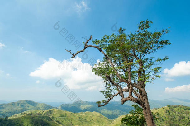 指已提到的人树向小山和蓝色天采用自然