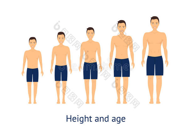 高度和年龄阶段关于生长从男孩向男人.Vec向r