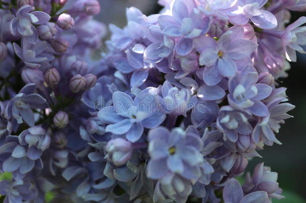 丁香花属