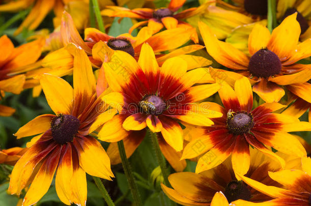 黑的有眼的苏珊,金光菊属植物赫塔,红色的和黄色的花关-