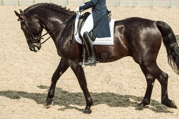 <strong>花式</strong>骑术训练马和骑手.黑的马肖像在的时候<strong>花式</strong>骑术训练英语字母表的第3个字母