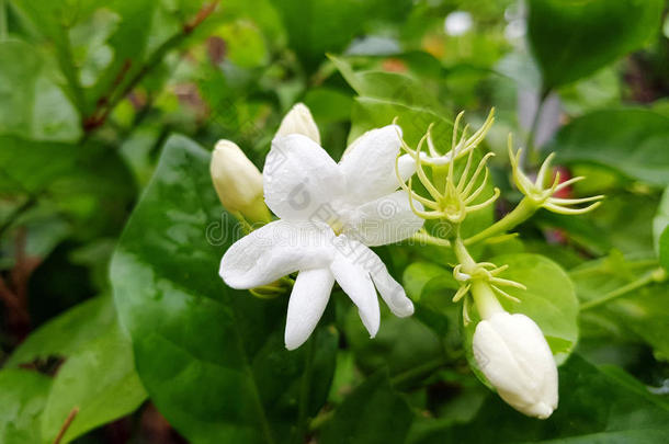 灌木树枝和白色的花关于茉莉