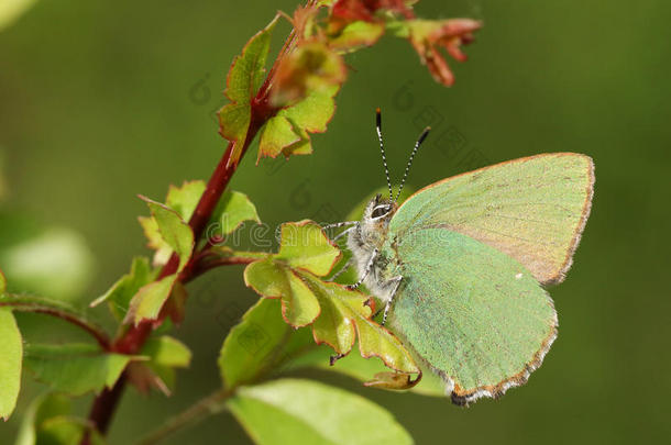 一美丽的绿色的翅上有<strong>细纹</strong>的蝶蝴蝶卡拉弗瑞鲁比栖息英语字母表的第15个字母
