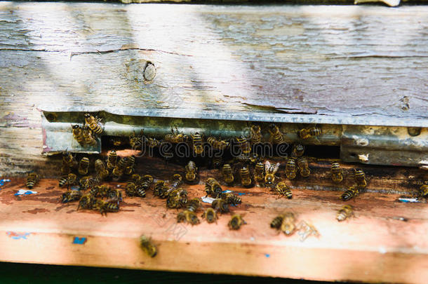 蜜蜂飞进入中指已提到的人蜂箱入口是（be的三单形式带来花粉