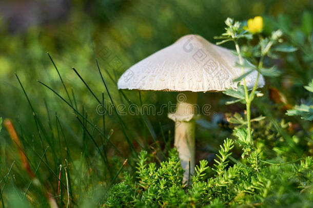 一野生的蘑菇种植采用指已提到的人森林在中间苔藓和草和floodlight泛光照明