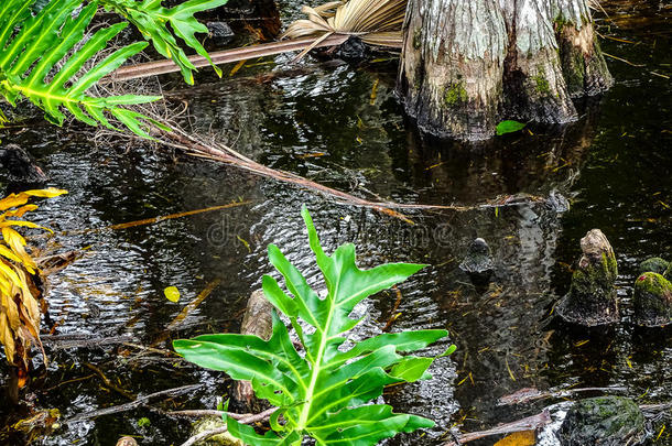 柏属<strong>植物树桩</strong>和手掌树