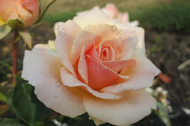 桃子玫瑰花采用花园