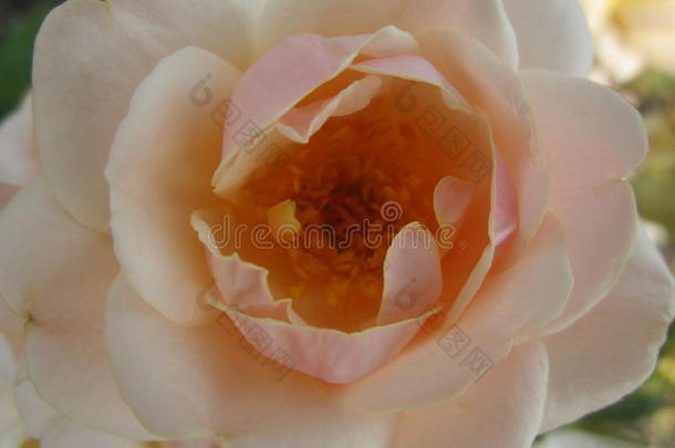 桃子玫瑰花采用花园