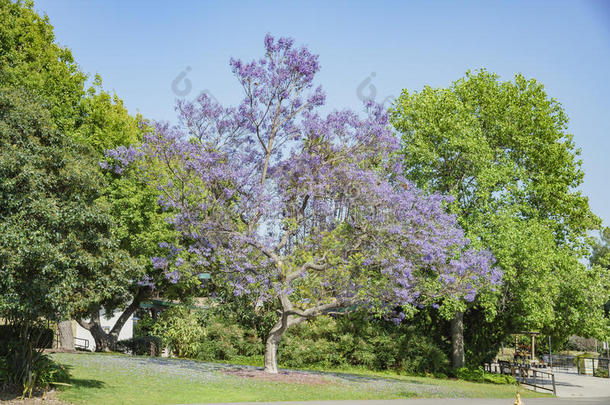 美丽的紫薇科兰花楹属植物树花