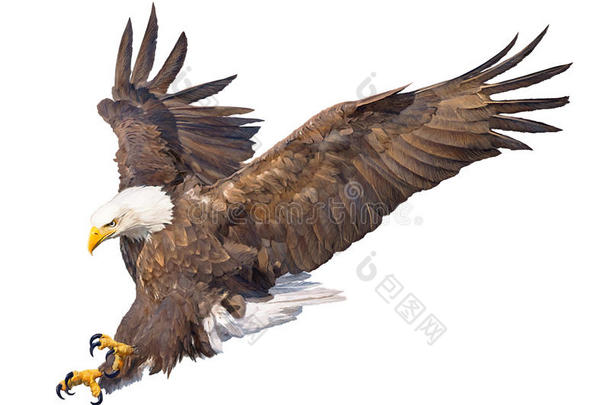 秃头的鹰<strong>俯冲</strong>攻击手绘画和颜料向白色的背景