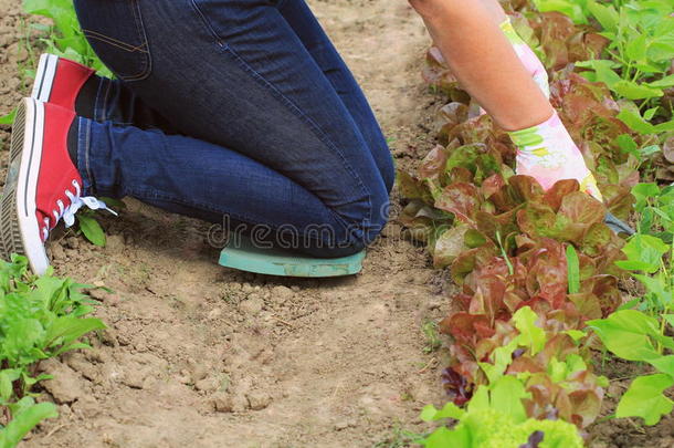 园艺.女人农场主拿关心关于指已提到的人植物向指已提到的人<strong>芭蕉</strong>