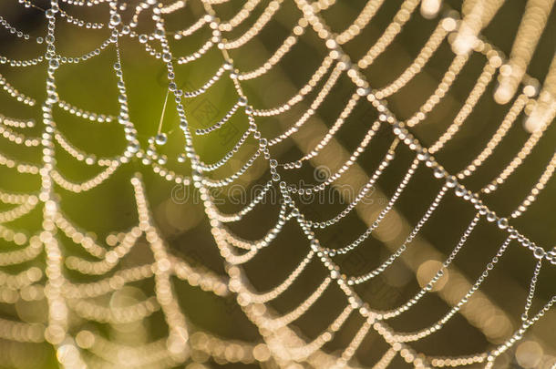 一美丽的特写镜头关于一蜘蛛蜘蛛网采用m一rsh.蜘蛛网和w一terdailyroutineorders<strong>每日</strong>例行命令