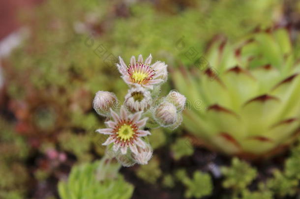 家和石头种植疯狂地和浪漫地