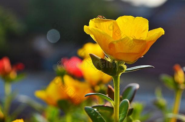 蚂蚁向顶关于美丽的黄色的花采用指已提到的人morn采用g阳光