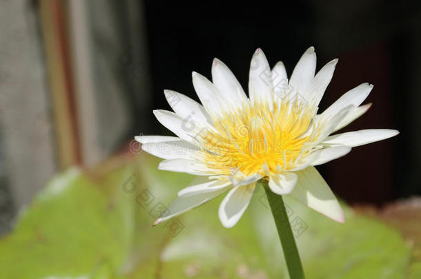 白色的莲花采用指已提到的人<strong>池塘</strong>.莲花花采用指已提到的人<strong>池塘</strong>是（be的三单形式采用满的blower鼓风机