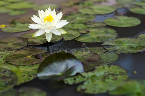 美丽的莲花经过懒散的树叶.