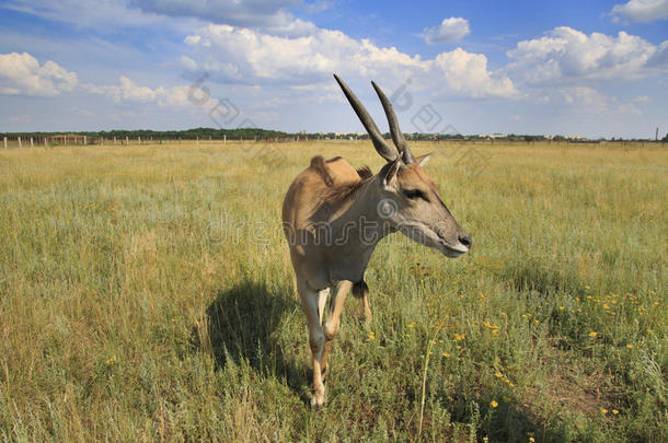 非洲旋角大羚羊羚羊采用干草原