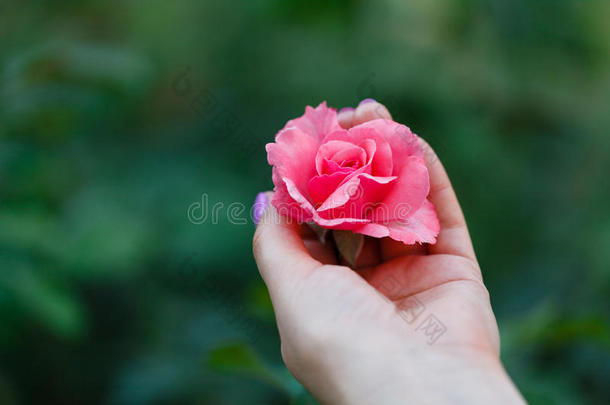 园丁关心为一红色的玫瑰采用指已提到的人g一rden.
