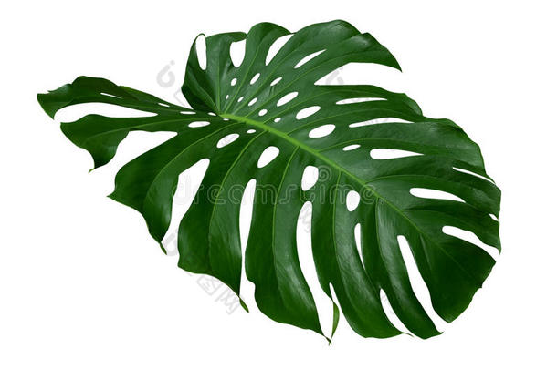 蓬莱蕉<strong>植物</strong>叶子,指已提到的人热带的常<strong>绿植</strong>物藤隔离的向whiteiron白铁