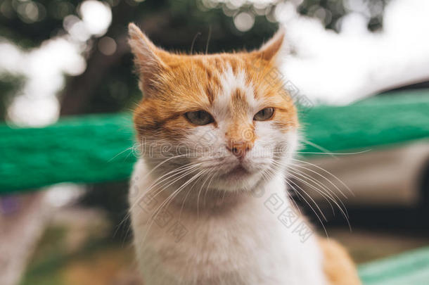 大街红色的猫使摆姿势向一老的长凳