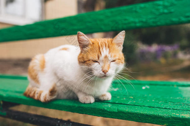 大街红色的猫使摆姿势向一老的长凳