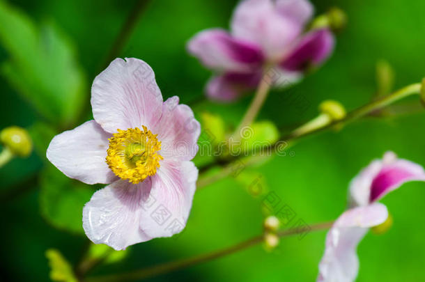 苍白的粉红色的花日本人银莲花,关-在上面