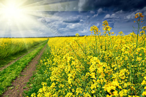 地面路采用油菜籽黄色的花<strong>田</strong>,明亮的太阳,很漂亮