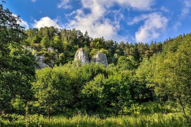 和煦的：照到阳光的夏风景.