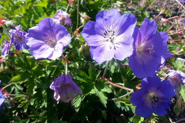 日光蓝色八仙花属花