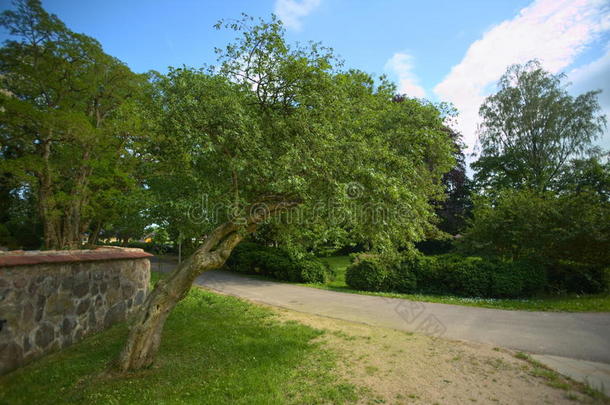 鼠李属植物(鼠李属)树采用前面关于教堂院子