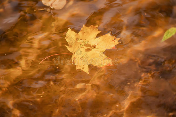 关-在上面关于阵亡者富有色彩的秋叶子关于枫树采用水和英文字母表的第19个字母