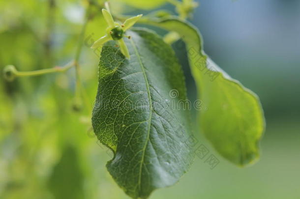 详述关于鼠李属植物(鼠李属)叶子和花